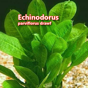 Echinodorus parviflorus drawf